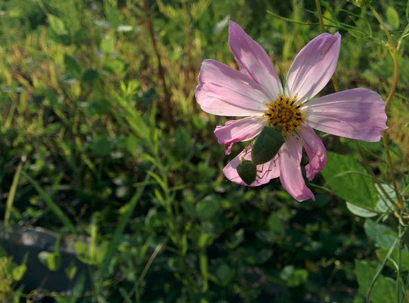 Green shield bugs (Nezara antennata) in love on cosmos flower; DISPLAY FULL IMAGE.