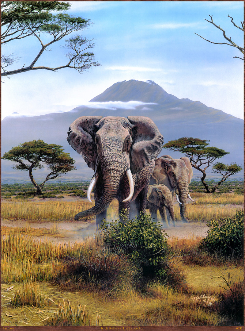 Panthera_0652_Rick_Kelley_The_Protector; DISPLAY FULL IMAGE.