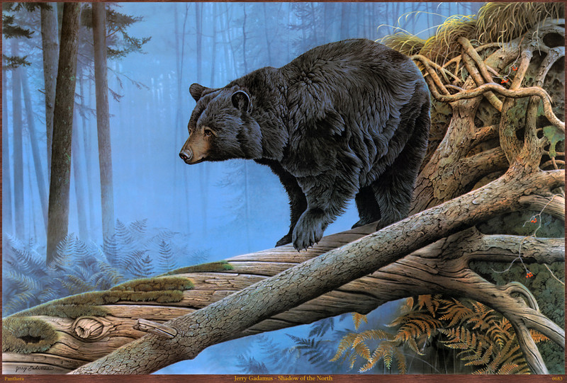Panthera_0683_Jerry_Gadamus_Shadow_of_the_North; DISPLAY FULL IMAGE.