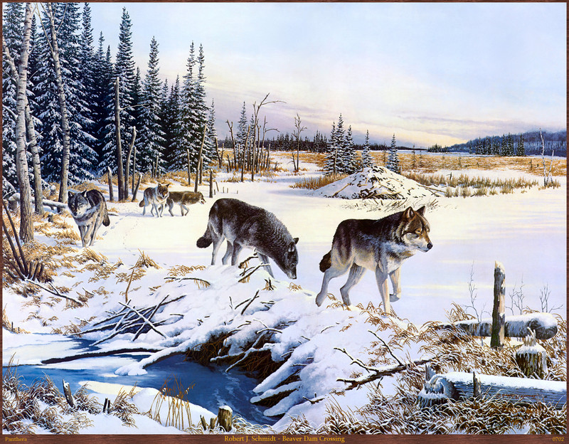 Panthera_0702_Robert_J._Schmidt_Beaver_Dam_Crossing; DISPLAY FULL IMAGE.
