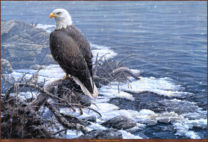 Panthera_0705_Paco_Young_Shoreline_Flurries; DISPLAY FULL IMAGE.