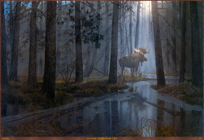 Panthera_0706_Jay_Kemp_Cought_by_the_Light; DISPLAY FULL IMAGE.