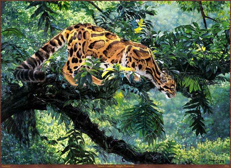 Panthera_0716_Simon_Combes_Jungle_Phantom; DISPLAY FULL IMAGE.