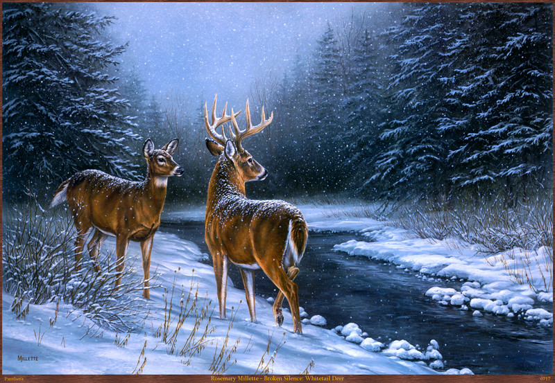 Panthera_0717_Rosemary_Millette_Broken_Silence_Whitetail_Deer; DISPLAY FULL IMAGE.