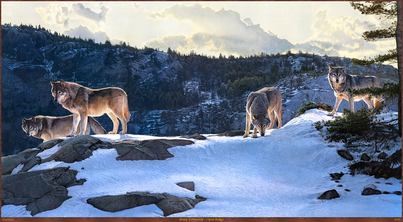 Panthera_0747_Brent_Townsend_Open_Ridge; DISPLAY FULL IMAGE.