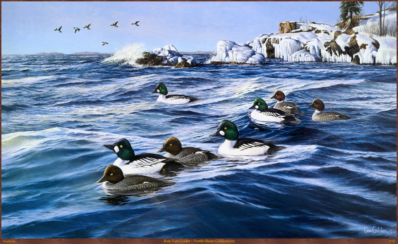 Panthera_0752_Ron_Van_Gilder_North_Shore_Goldeneyes; DISPLAY FULL IMAGE.