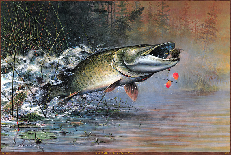Panthera_0757_Scott_Zoellick_Shallow_Water_Muskie; DISPLAY FULL IMAGE.