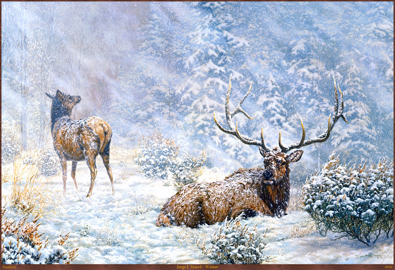 Panthera_0793_Jorge_J._Mayol_Winter; DISPLAY FULL IMAGE.