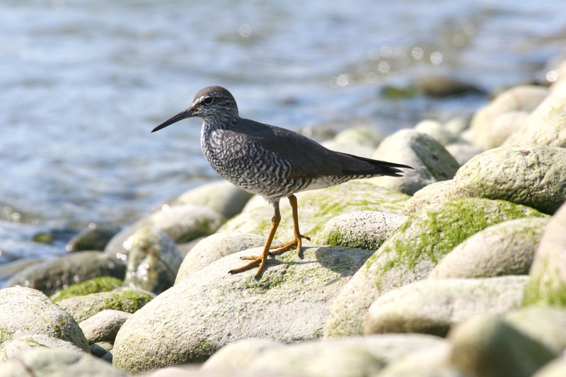 Wandering tattler (Tringa incana); DISPLAY FULL IMAGE.