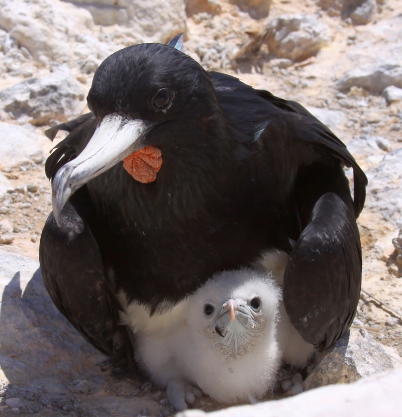 Ascension frigatebird (Fregata aquila); DISPLAY FULL IMAGE.