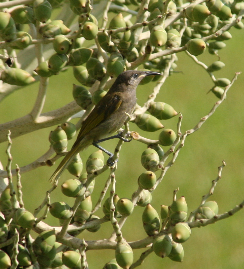 Grey-eared honeyeater / Dark-brown honeyeater (Lichmera incana); DISPLAY FULL IMAGE.