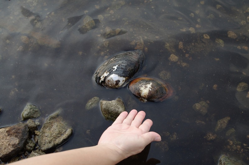 Chinese pond mussel (Sinanodonta woodiana); DISPLAY FULL IMAGE.