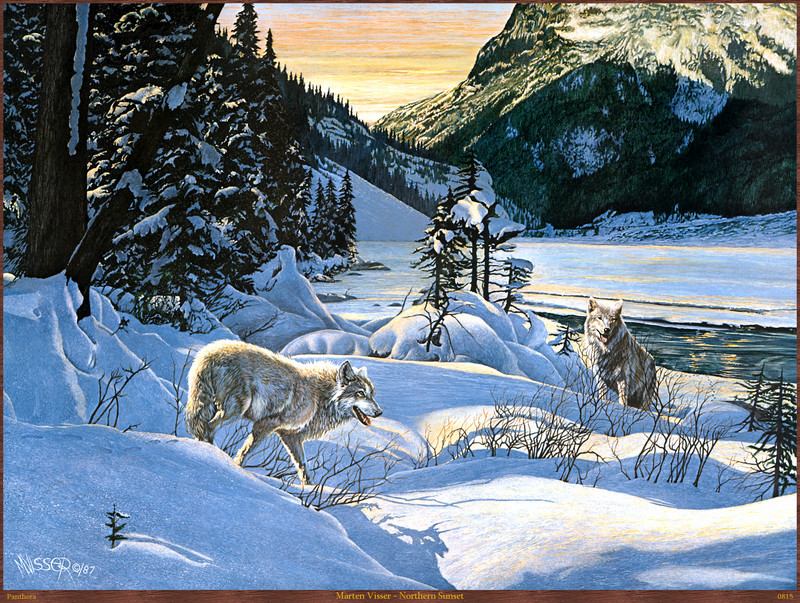 Panthera_0815_Marten_Visser_Northern_Sunset; DISPLAY FULL IMAGE.