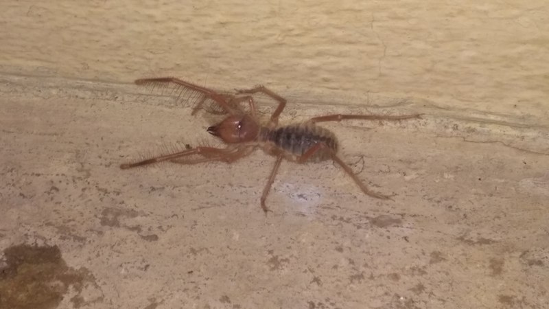 I Have Seen Camel Spider At my Home; DISPLAY FULL IMAGE.
