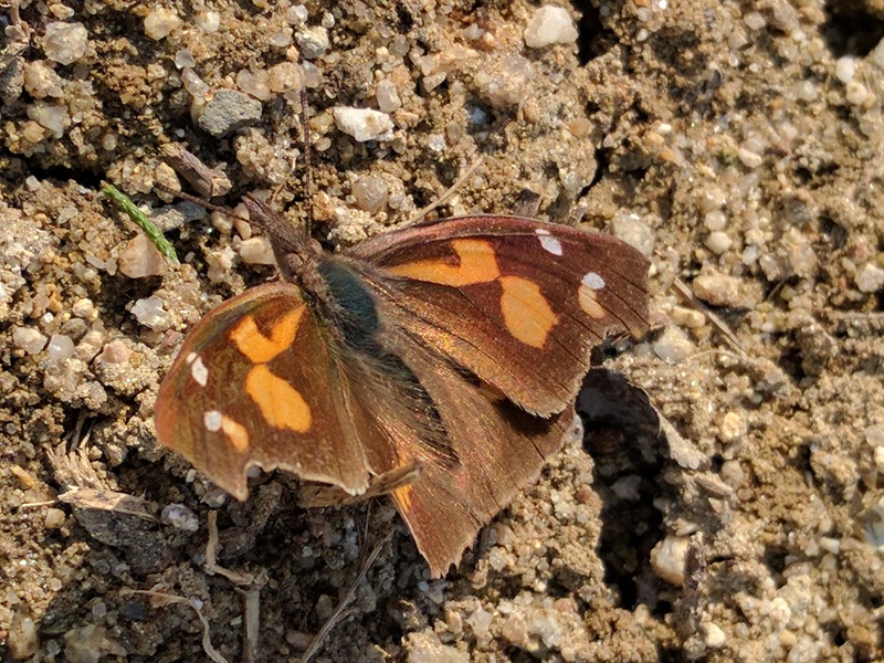 Nettle-tree Butterfly (Libythea celtis); DISPLAY FULL IMAGE.