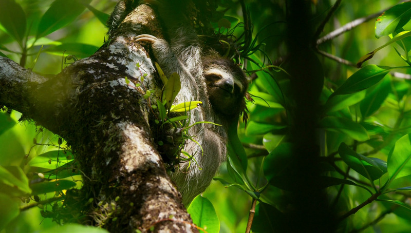 Pygmy three-toed sloth (Bradypus pygmaeus); DISPLAY FULL IMAGE.