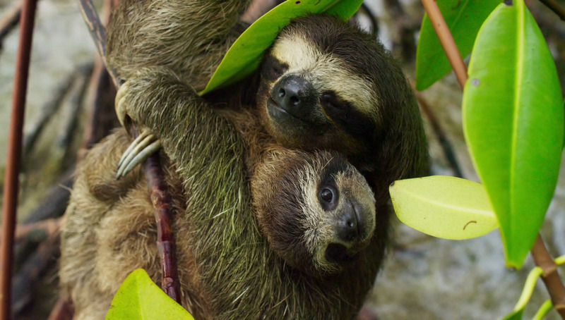 Pygmy three-toed sloth (Bradypus pygmaeus); DISPLAY FULL IMAGE.