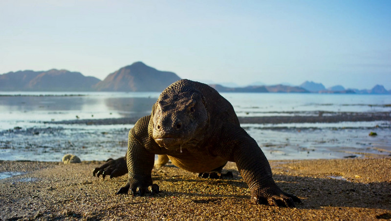 Komodo dragon - Varanus komodoensis; DISPLAY FULL IMAGE.