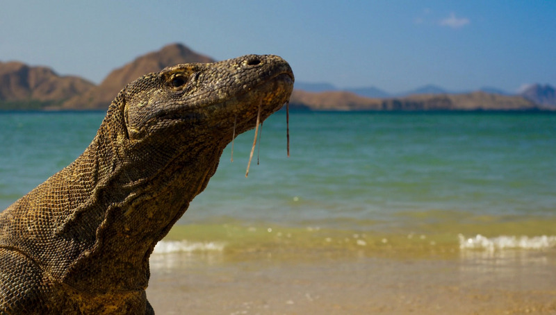 Komodo dragon - Varanus komodoensis; DISPLAY FULL IMAGE.