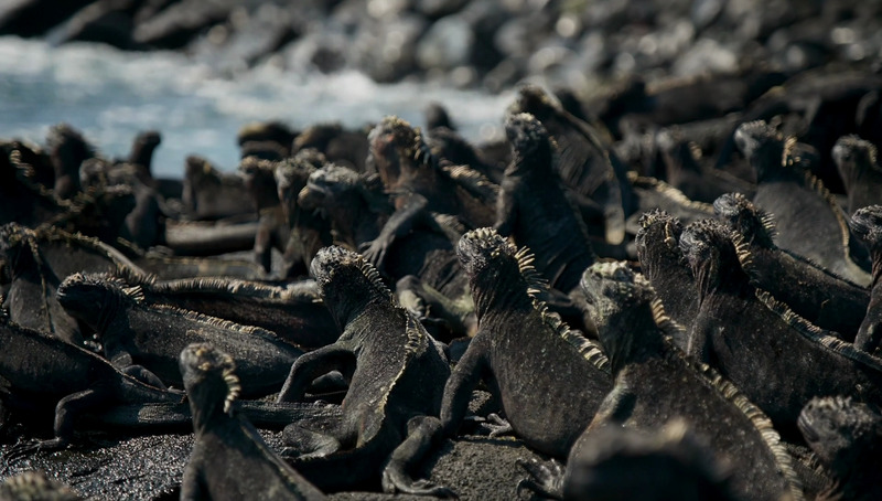 Galápagos marine iguana (Amblyrhynchus cristatus); DISPLAY FULL IMAGE.