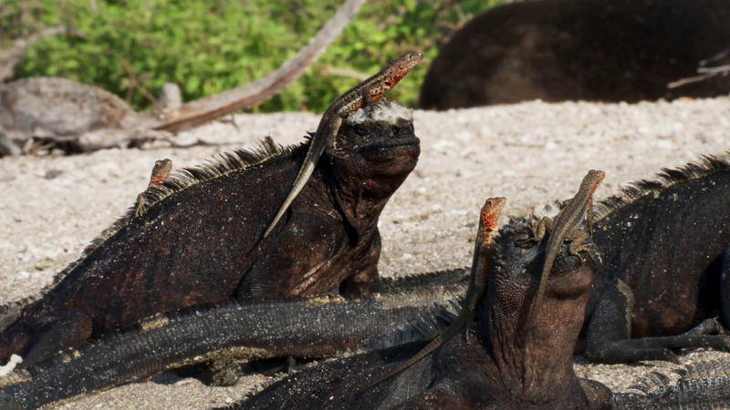 Galápagos lava lizard (Microlophus albemarlensis) on Galápagos marine iguana (Amblyrhynchus cristatus); DISPLAY FULL IMAGE.