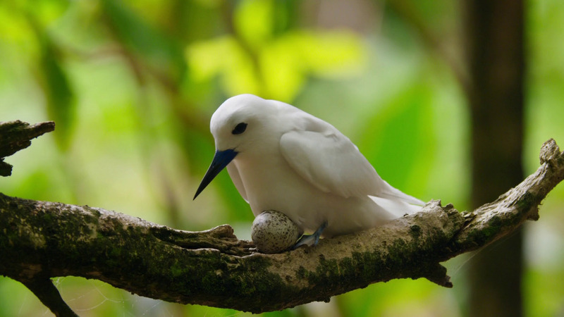 White tern (Gygis alba candida) incubates on bare branch; DISPLAY FULL IMAGE.