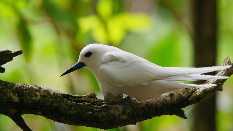 White tern (Gygis alba candida) incubates on bare branch; DISPLAY FULL IMAGE.