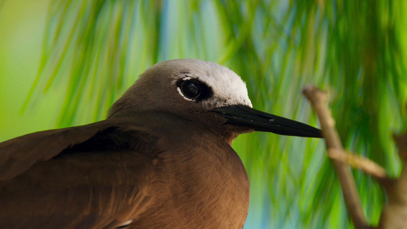 Brown noddy, Common noddy (Anous stolidus); DISPLAY FULL IMAGE.