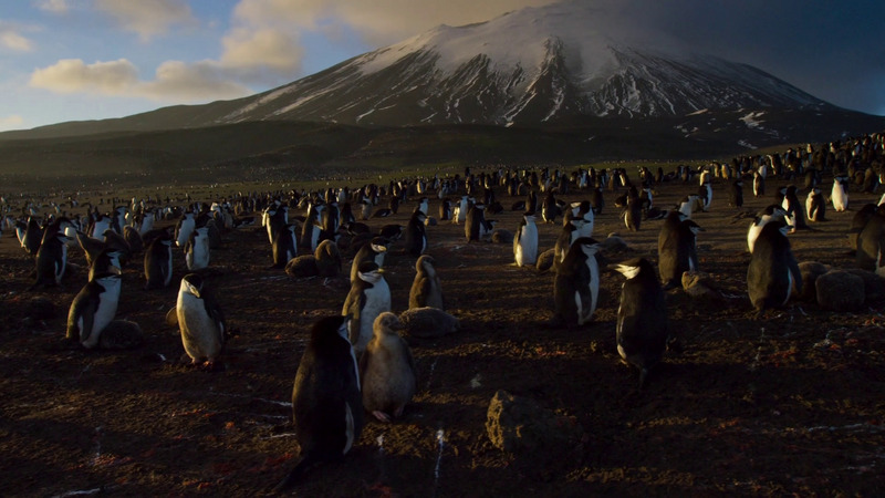 Chinstrap Penguin (Pygoscelis antarcticus); DISPLAY FULL IMAGE.