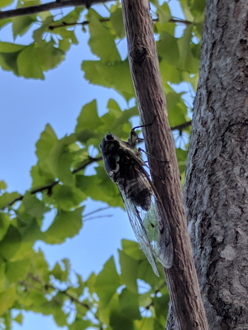 Hyalessa maculaticollis - Min-min Cicada - 참매미; DISPLAY FULL IMAGE.