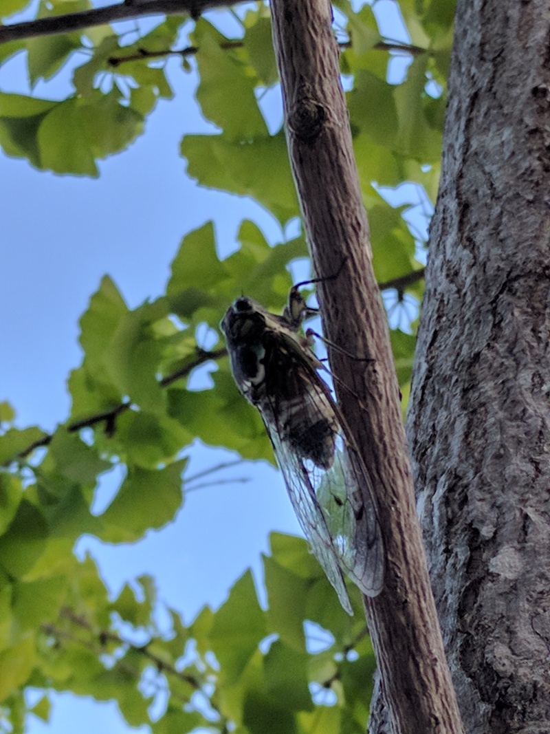 Hyalessa maculaticollis - Min-min Cicada - 참매미; DISPLAY FULL IMAGE.