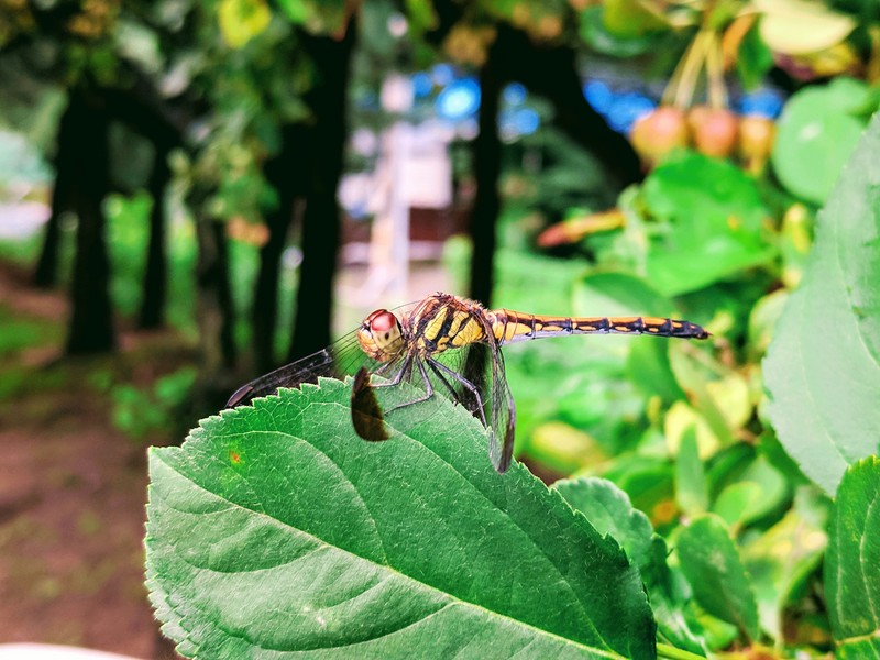 Dragonfly - Sympetrum infuscatum - 깃동잠자리; DISPLAY FULL IMAGE.