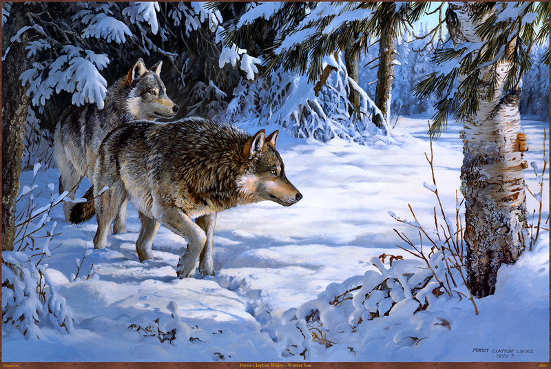 Panthera_0866_Persis_Clayton_Weirs_Winter_Sun; DISPLAY FULL IMAGE.