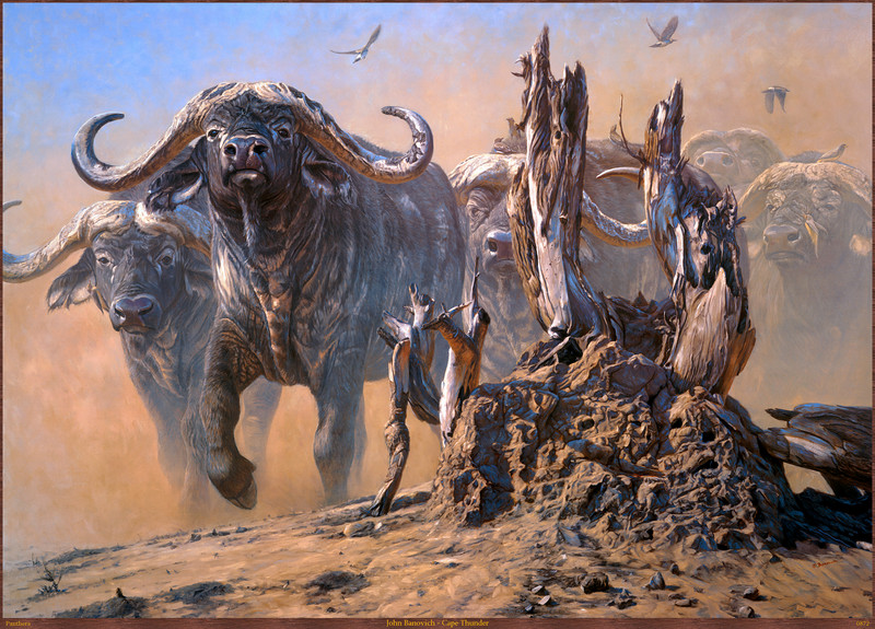 Panthera_0872_John_Banovich_Cape_Thunder; DISPLAY FULL IMAGE.