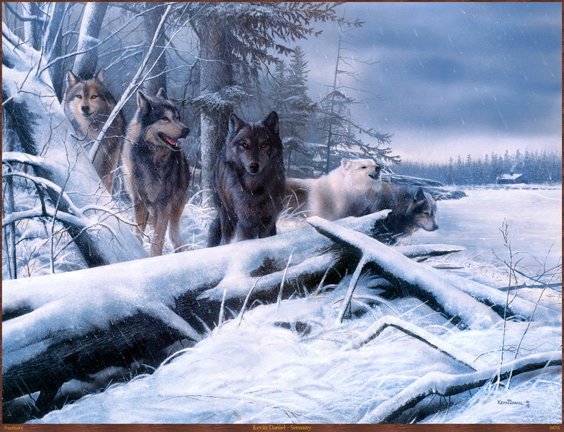 Panthera_0876_Kevin_Daniel_Serenity; DISPLAY FULL IMAGE.