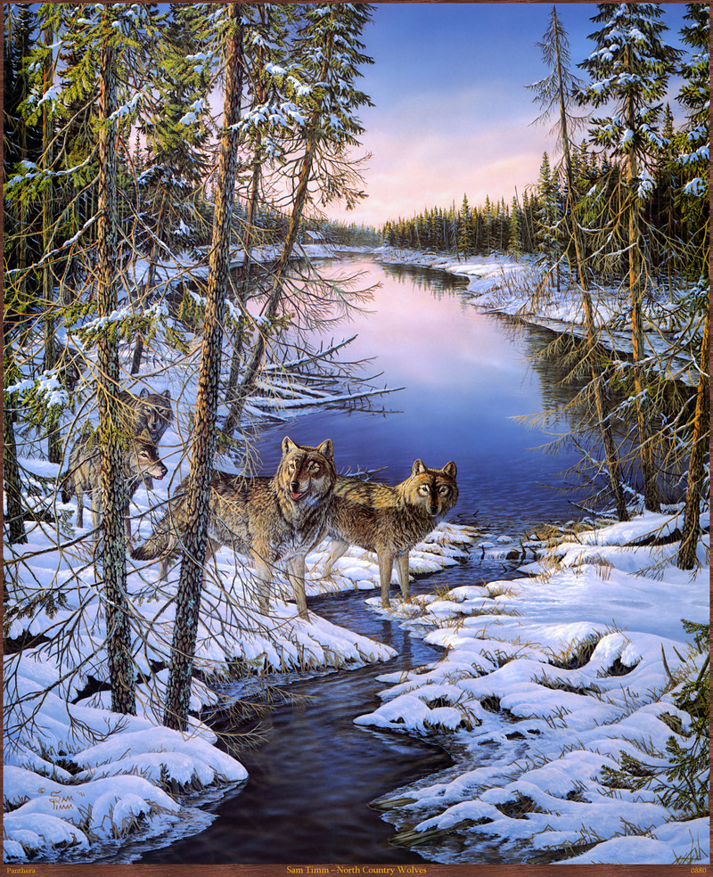 Panthera_0880_Sam_Timm_North_Country_Wolves; DISPLAY FULL IMAGE.
