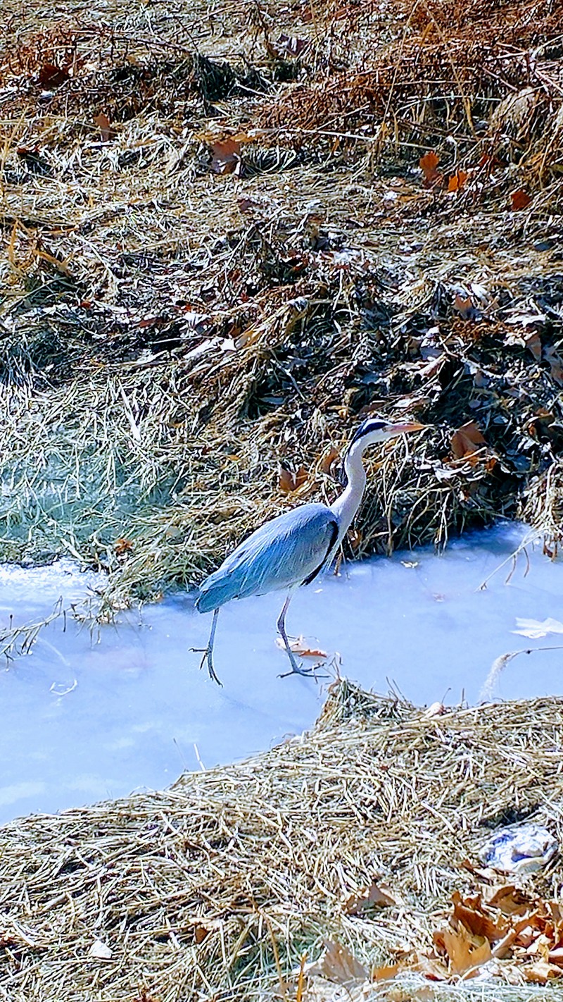 Grey heron (Ardea cinerea) on ice; DISPLAY FULL IMAGE.