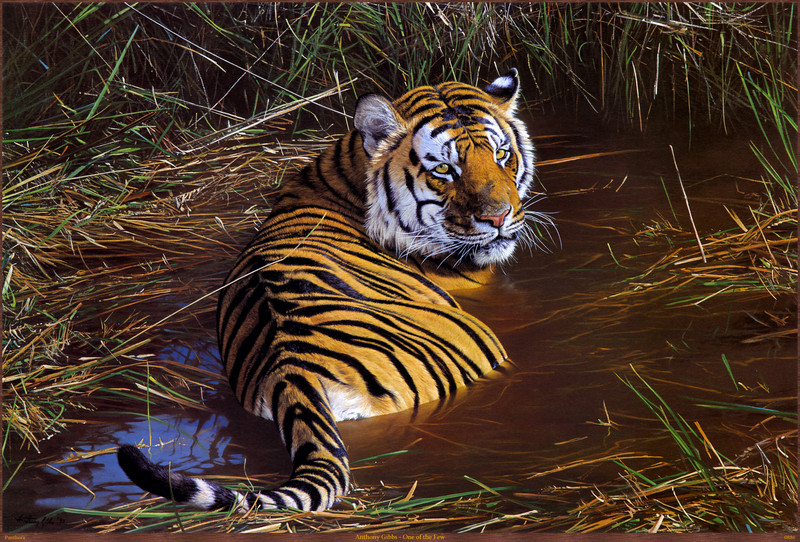 Panthera_0886_Anthony_Gibbs_One_of_the_Few; DISPLAY FULL IMAGE.