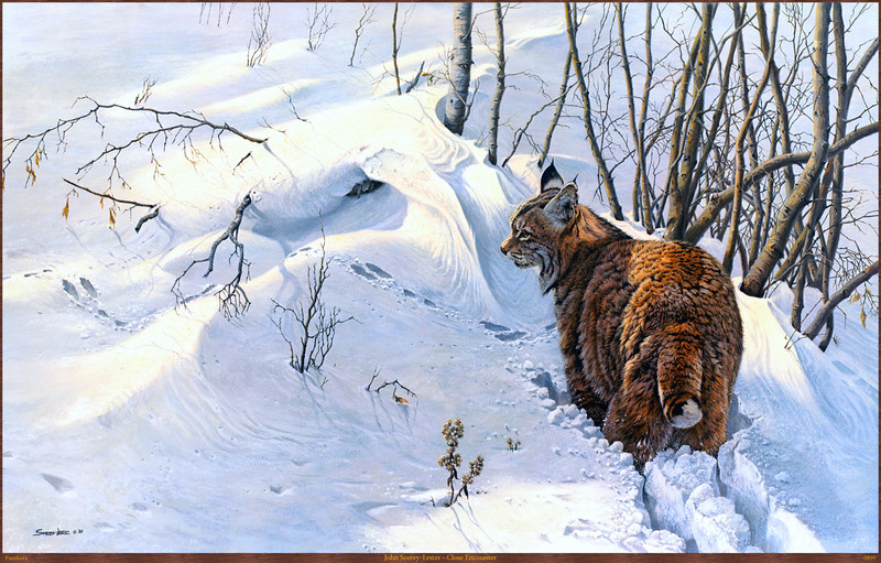 Panthera_0899_John_Seerey-Lester_Close_Encounter; DISPLAY FULL IMAGE.