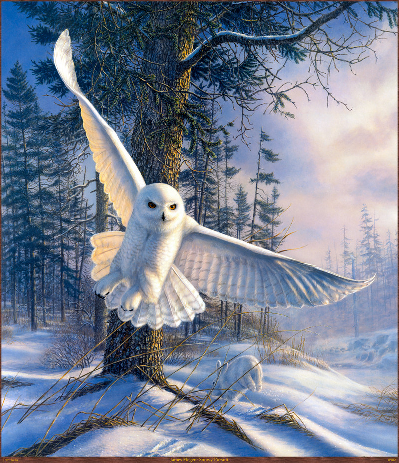 Panthera_0902_James_Meger_Snowy_Pursuit; DISPLAY FULL IMAGE.
