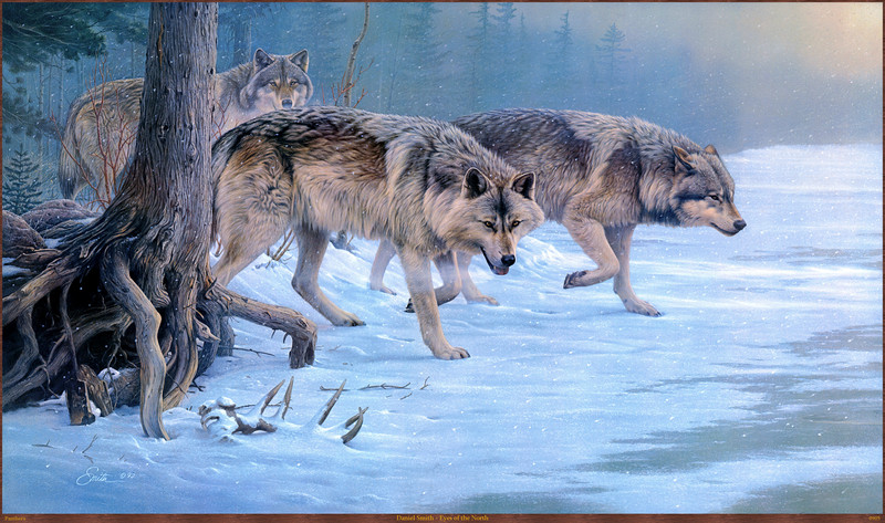 Panthera_0905_Daniel_Smith_Eyes_of_the_North; DISPLAY FULL IMAGE.