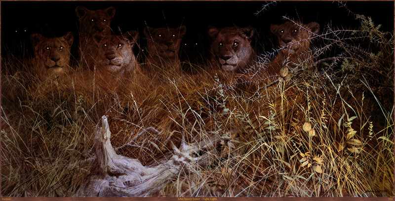 Panthera_0908_John_Seerey-Lester_Night_Lights; DISPLAY FULL IMAGE.