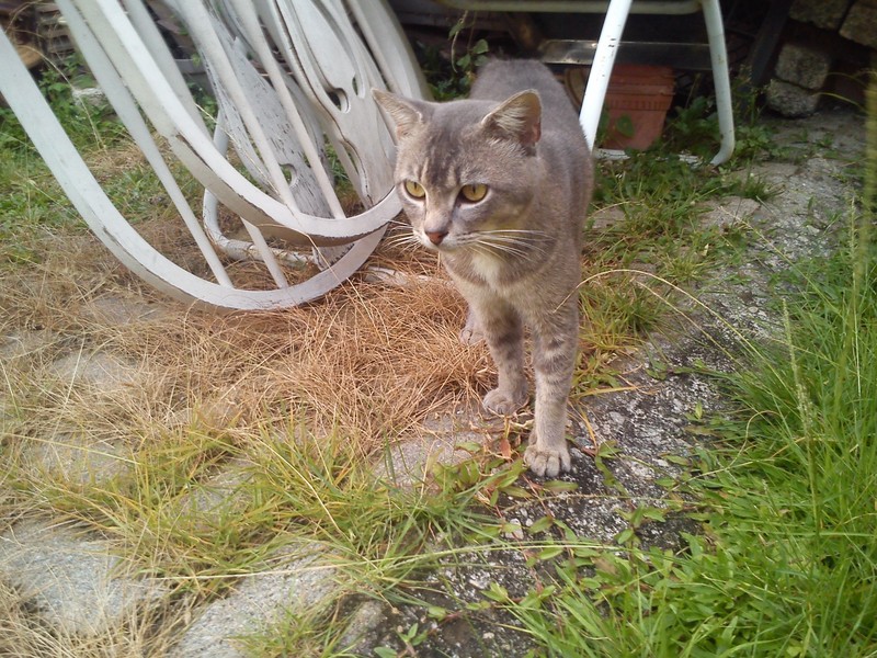 Kucing; DISPLAY FULL IMAGE.