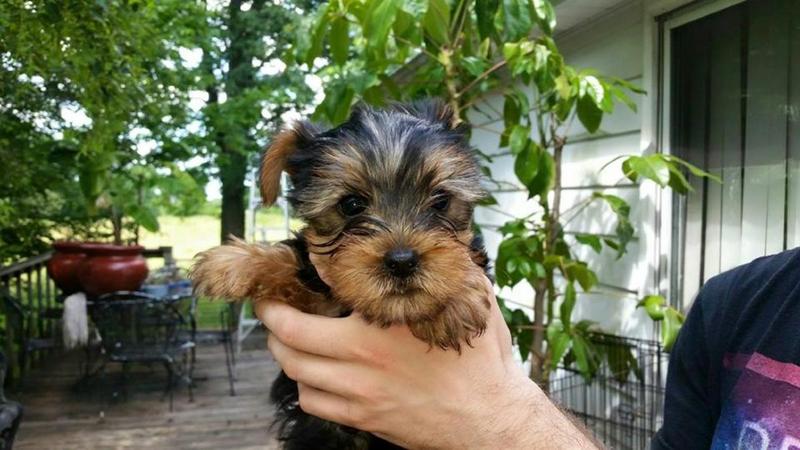 Miniature Tea Cup Yorkies; DISPLAY FULL IMAGE.