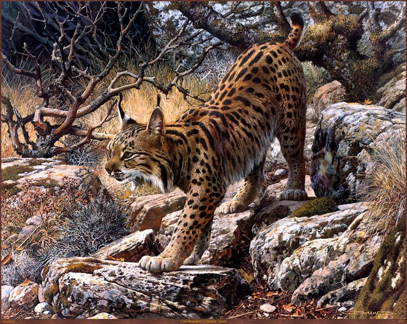 Panthera_0927_Carl_Brenders_Ghostly_Quiet; DISPLAY FULL IMAGE.