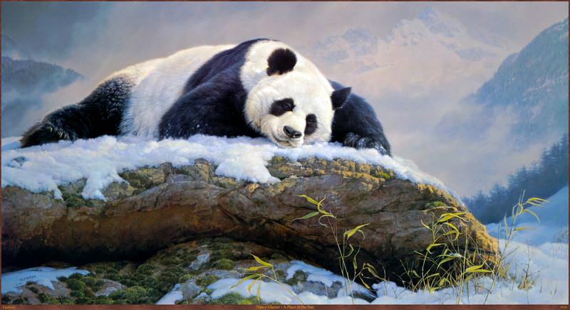 Panthera_0930_Nancy_Glazier_A_Place_in_the_Sun; DISPLAY FULL IMAGE.
