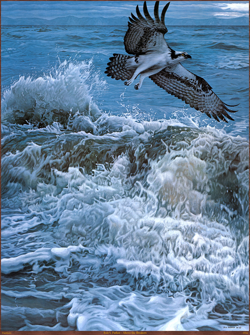 Panthera_0934_Ron_S._Parker_Above_the_Breakers; DISPLAY FULL IMAGE.