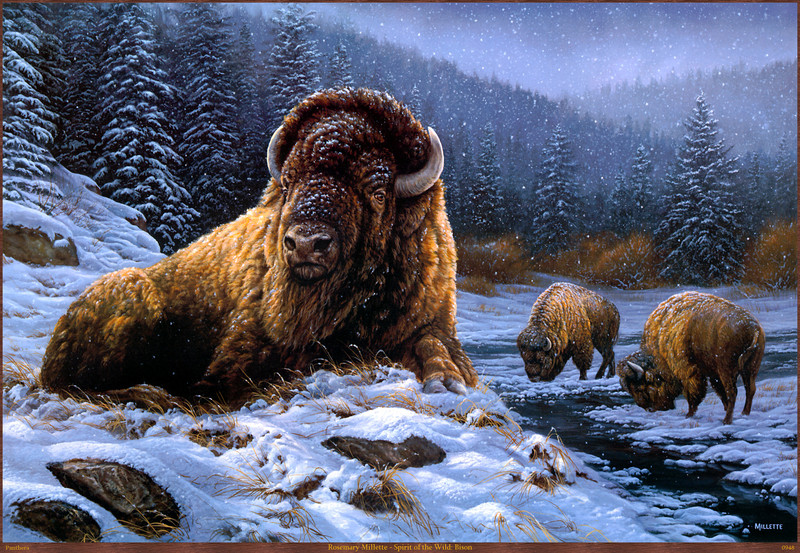 Panthera_0948_Rosemary_Millette_Spirit_of_the_Wild_Bison; DISPLAY FULL IMAGE.