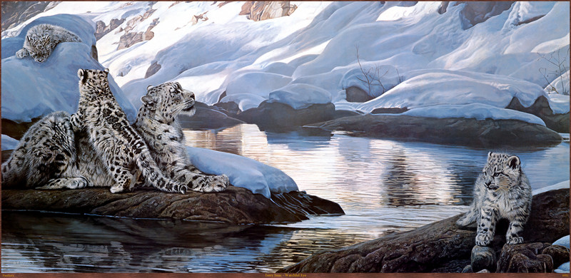 Panthera_0952_Terry_Isaac_Watchful_Eye; DISPLAY FULL IMAGE.