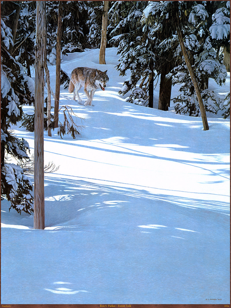 Panthera_0954_Ron_S._Parker_Forest_Trek; DISPLAY FULL IMAGE.